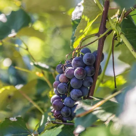 Haus Am Weinberg Ii *