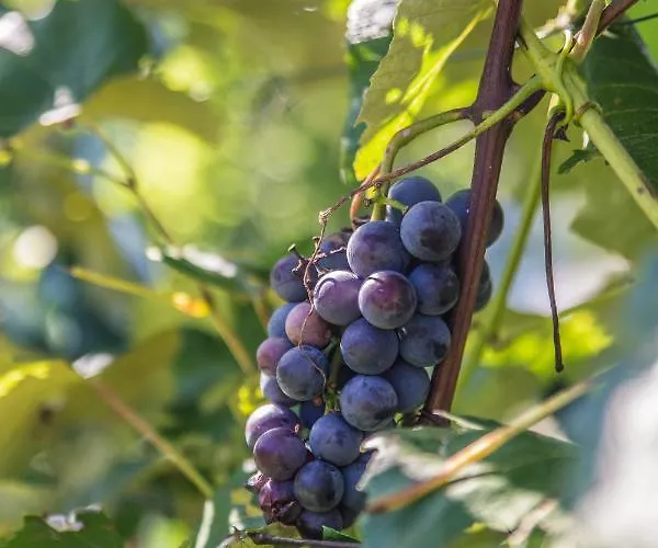 Haus Am Weinberg Ii *