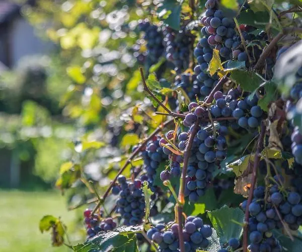 Haus Am Weinberg Ii 아파트